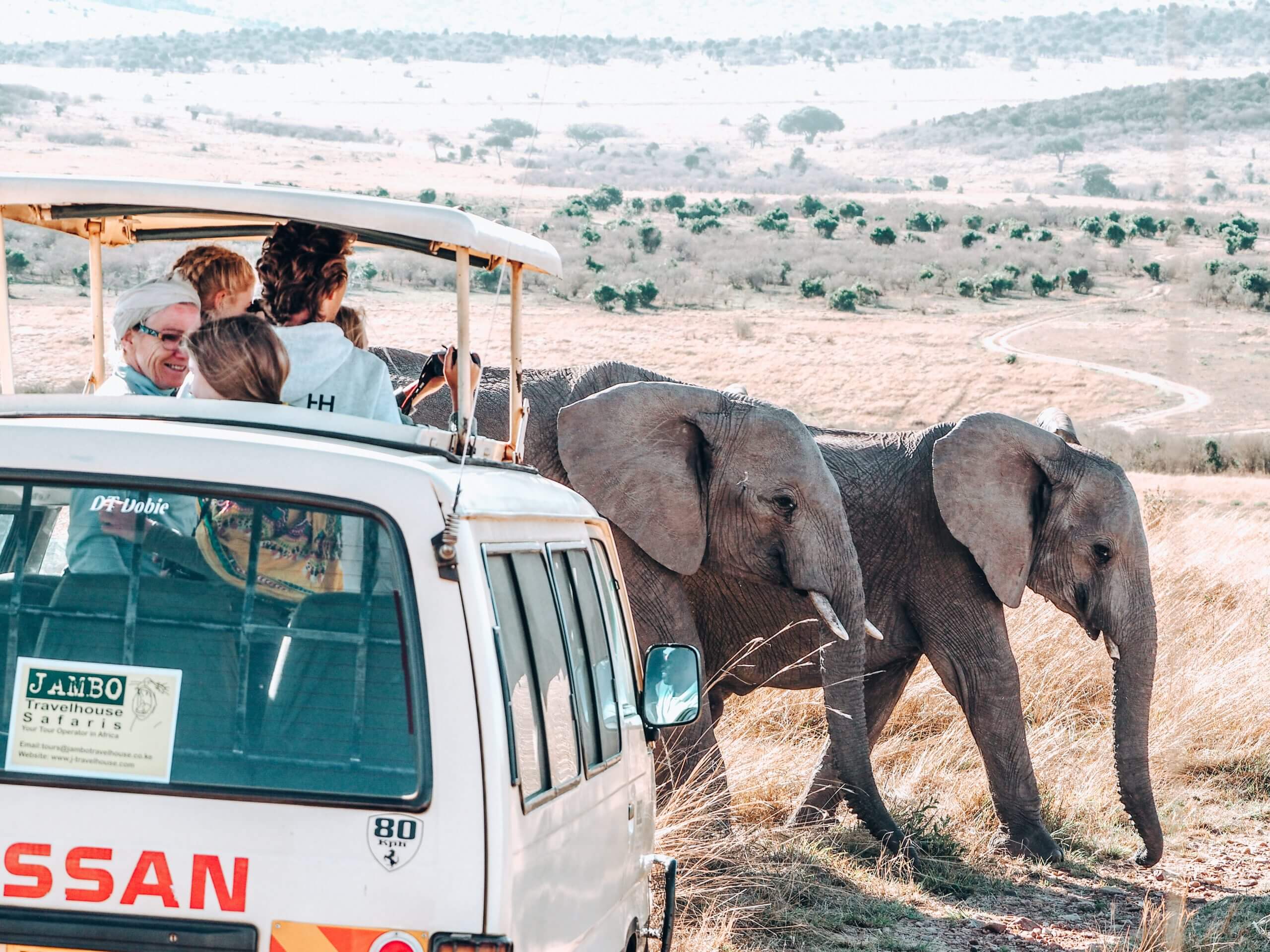 Elefanter på safari i Tanzania